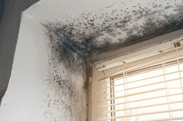 Affordable Basement Mold Remediation solutions in Keyport, NJ